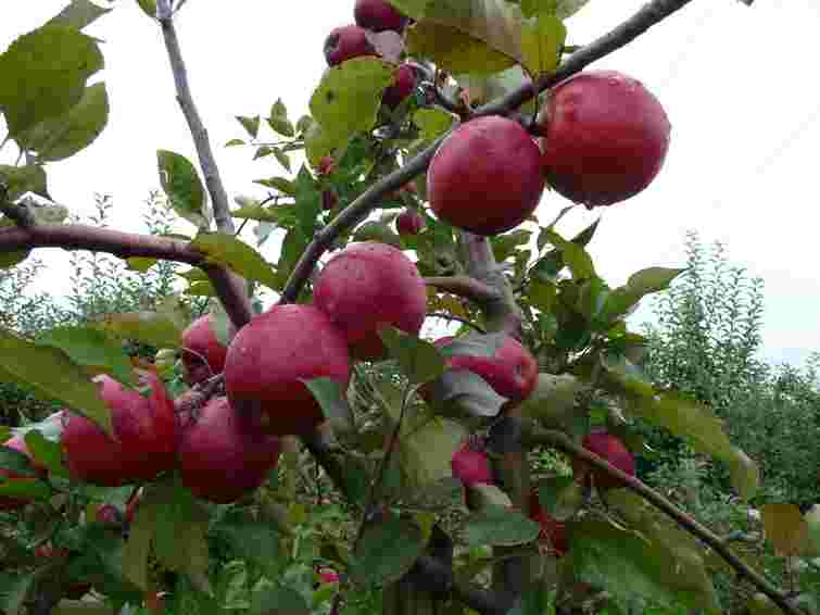 Тут яблуні не приживуться ніколи: перелік місць у саду, які гарантовано залишать вас без урожаю
