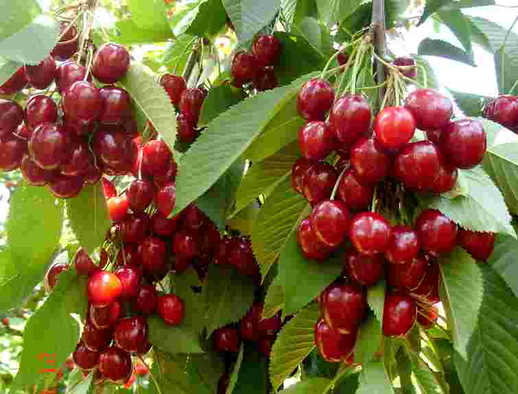 Як отримати рясний врожай черешні наступного року: 6 основних кроків  