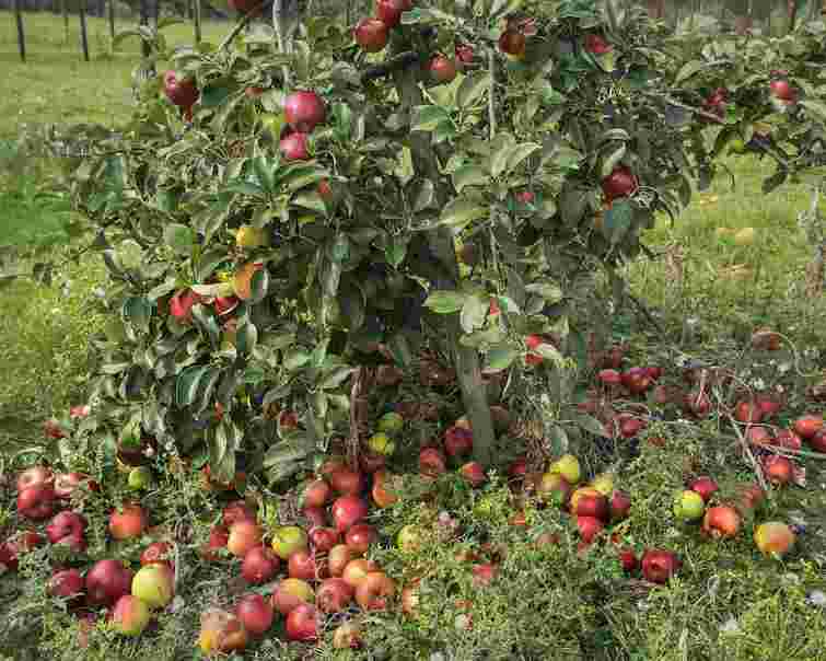 Яблука та груші не будуть обсипатися з дерев завчасно: використайте цей простий розчин