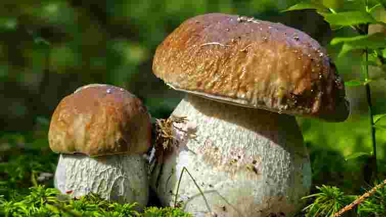 Уважно перевіряйте ніжку: як треба чистити білі гриби відразу після збору