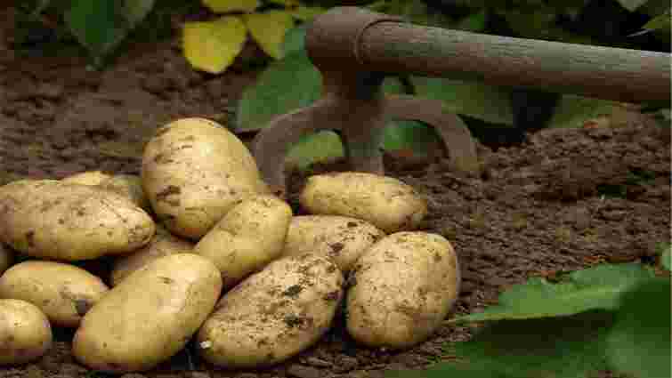 Цей розчин підвищить врожайність на 15%: чим треба підживити картоплю в серпні