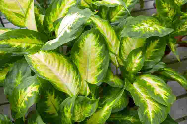 Популярна, але токсична: як доглядати за небезпечною дифенбахією без шкоди для здоров’я