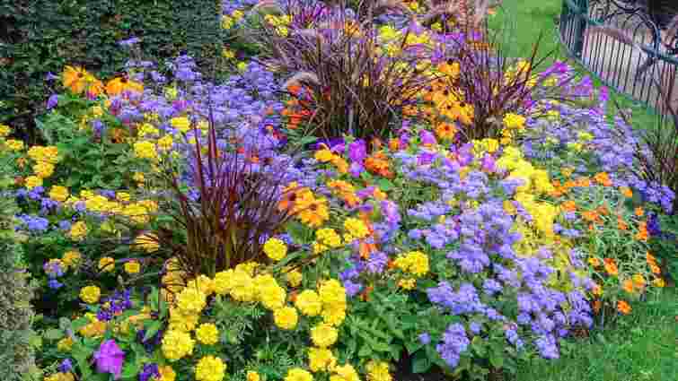 Це не жарт: 12 рослин у вашому саду та домі, які можуть передбачати дощ 