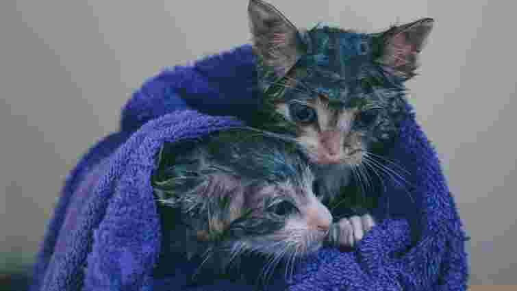 Це питання турбує багатьох: як часто потрібно купати кота