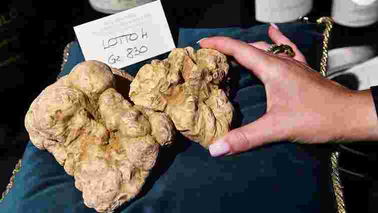 Знайти трюфель у Карпатах можливо, але…