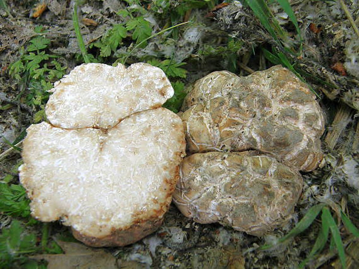 Карпатський білий трюфель - це, насправді, свинячий трюфель, умовно їстівний гриб, а в деяких країнах - отруйний (фото сайту Світ грибів України)
