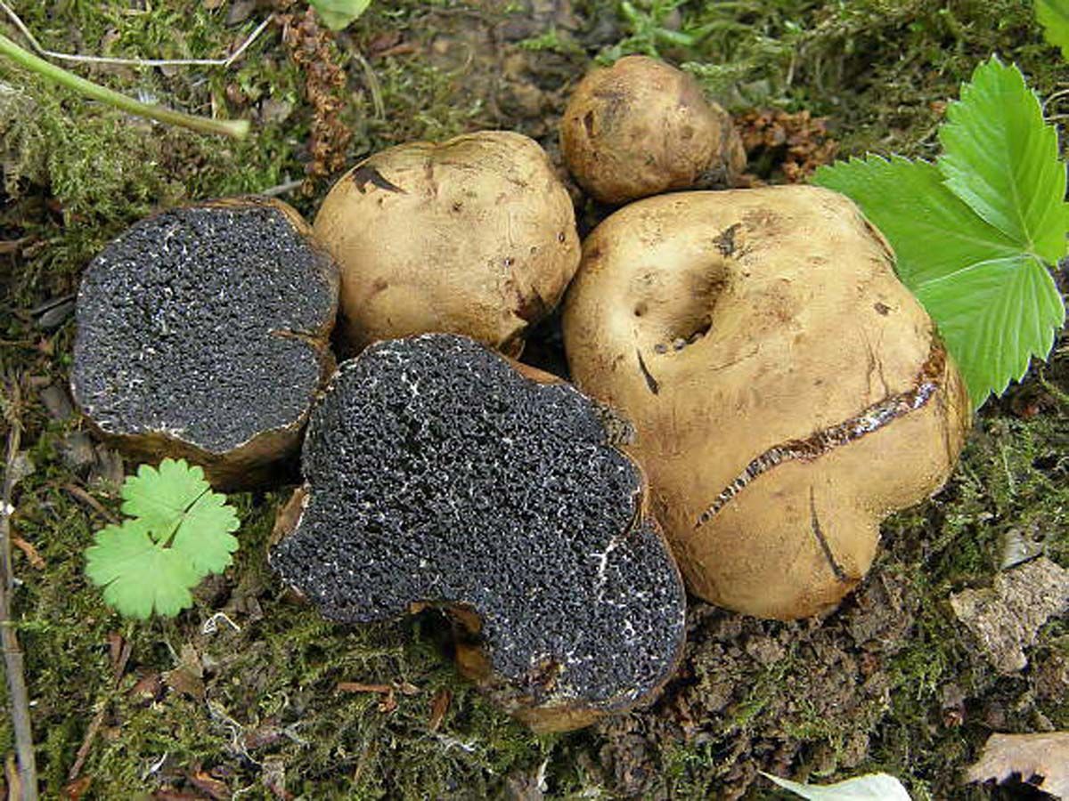 Меланогастер строкатий не має нічого спільного з сім'єю трюфелевих і є неїстівним грибом (фото сайту Світ грибів України)