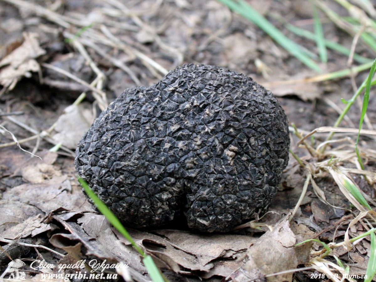 Літній трюфель - єдиний справжній трюфель в Карпатах, проте збирати і продвати його заборонено, він занесений в ЧКУ (фото сайту Світ грибів України)