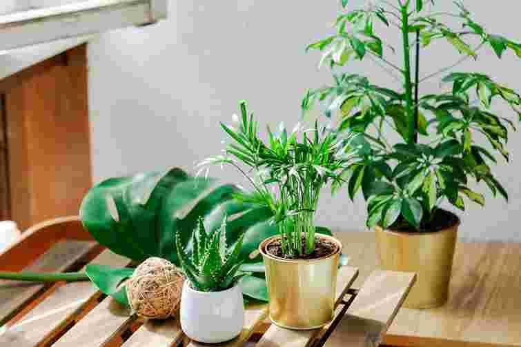 Не поспішайте з пересадкою: правила догляду кімнатних рослин після покупки