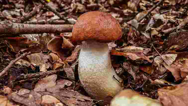 Не всі це знають: скільки часу і як саме треба варити білі гриби, щоб вони були безпечні