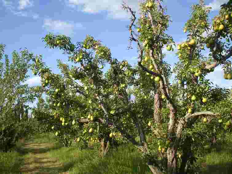 Спеки немає, а дерева в саду сохнуть: чому так відбувається і як вирішити проблему