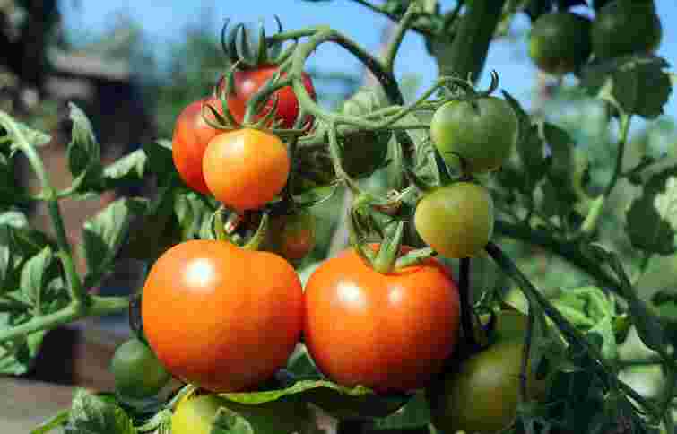 Прискорити дозрівання помідорів можна прямо на кущах: спробуйте ці 5 порад