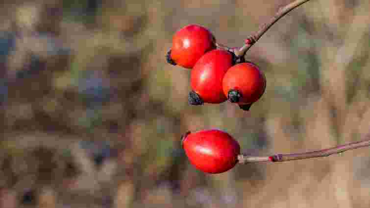 На Львівщині планують висадити найбільшу на заході країни плантацію шипшини 