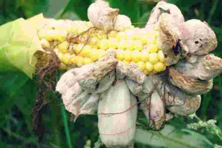 Страшна і небезпечна хвороба: що таке пухирчаста сажка кукурудзи і чому її варто остерігатися