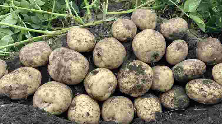 Рак буває і в картоплі: як уберегти врожай від небезпечної хвороби