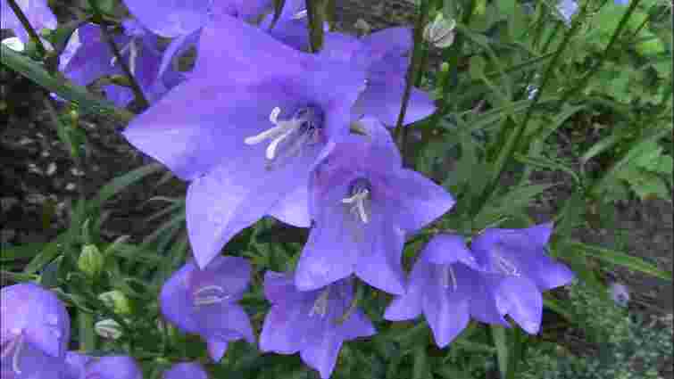 Фаворитка серед садівників: яка квітка здивує вас своєю красою і простотою