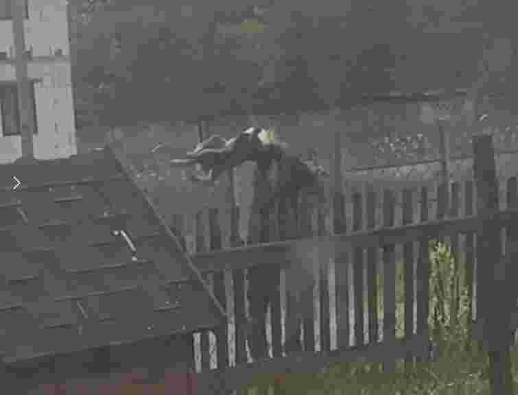 На Рівненщині чоловік вилами заколов безпритульного пса