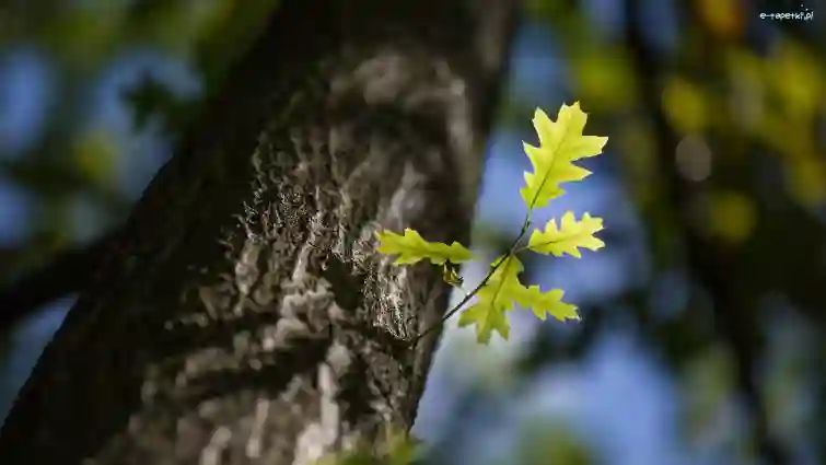 Символ сили і стійкості, що може вам зашкодити: чому дубу не місце біля дому