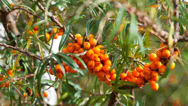 Єдина в своєму роді: чим унікальна обліпиха та де її можна знайти в Україні