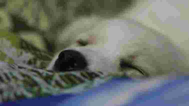 Собака скиглить або виє уві сні: що це означає і коли вам слід хвилюватися