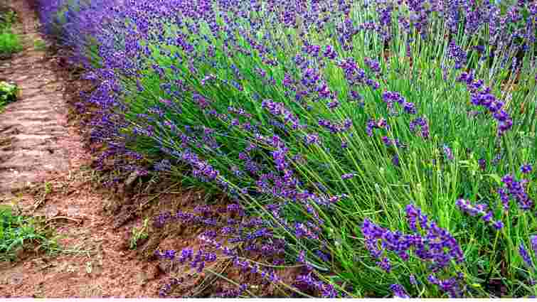 Як підготувати лаванду до нового сезону: три ключові правила обрізки наприкінці літа