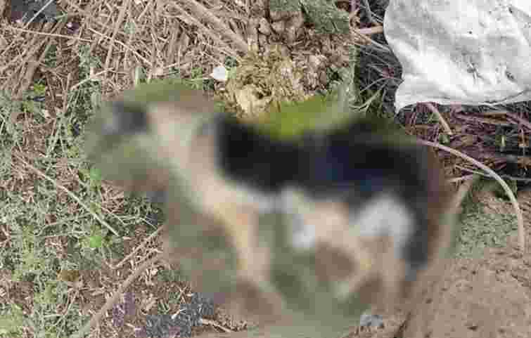 Житель Тернопільщини уник покарання за побитого на смерть собаку