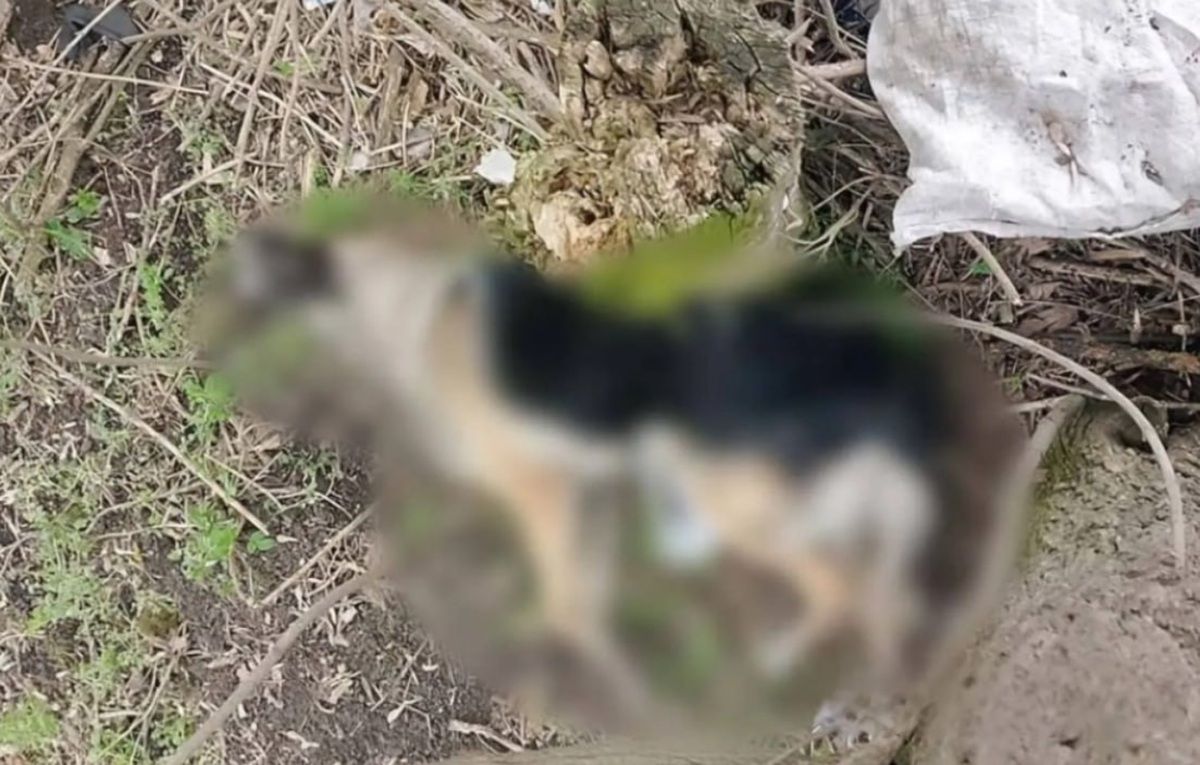 Житель Тернопільщини уник покарання за побитого на смерть собаку