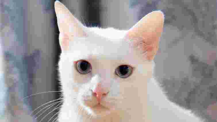 Чи справді білі коти переважно глухі: де правда, а де вигадка