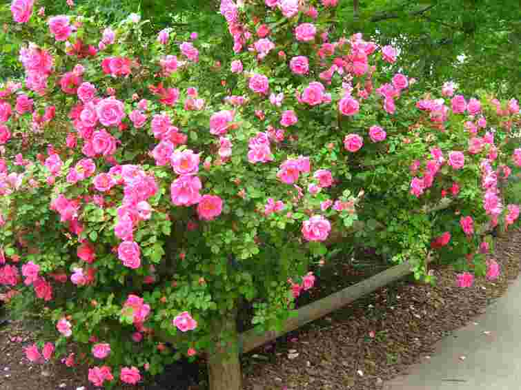 Знадобиться лише один інгредієнт з кухні: як оживити троянди наприкінці літа