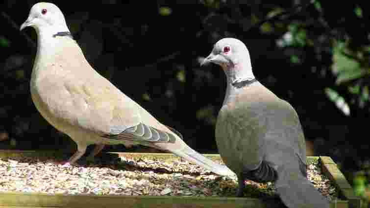 Відлякати голубів із саду допоможе лише один простий предмет