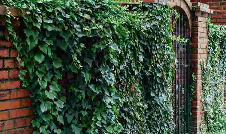 Беріть ситуацію під контроль: як позбутися плюща в саду назавжди й без зайвих зусиль