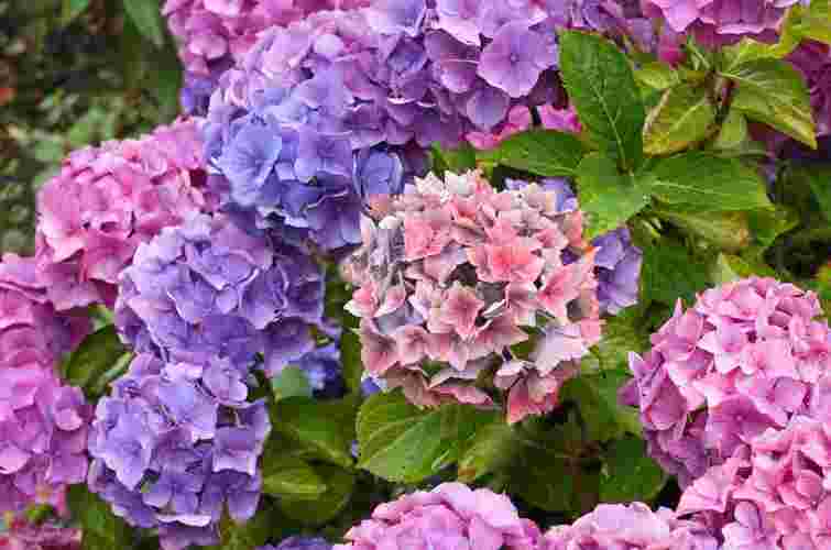 Зробіть це до кінця літа, щоб гортензії цвіли до жовтня: 5 секретів догляду 
