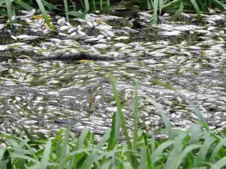У Хмельницькому розслідують причину масового мору риби в річці Плоска