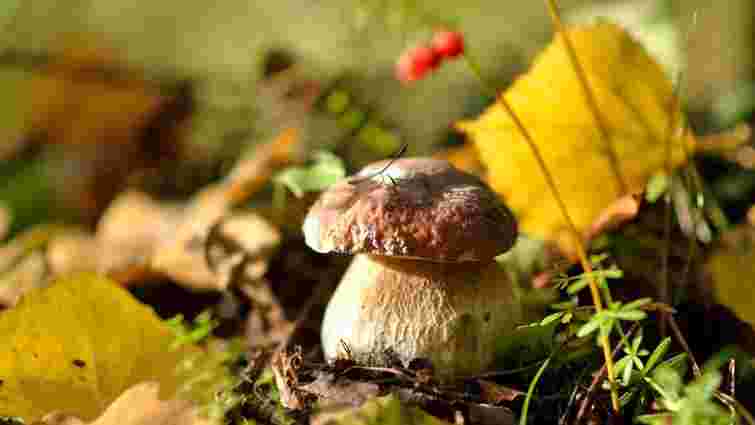 Зовсім не ті, за кого себе видають