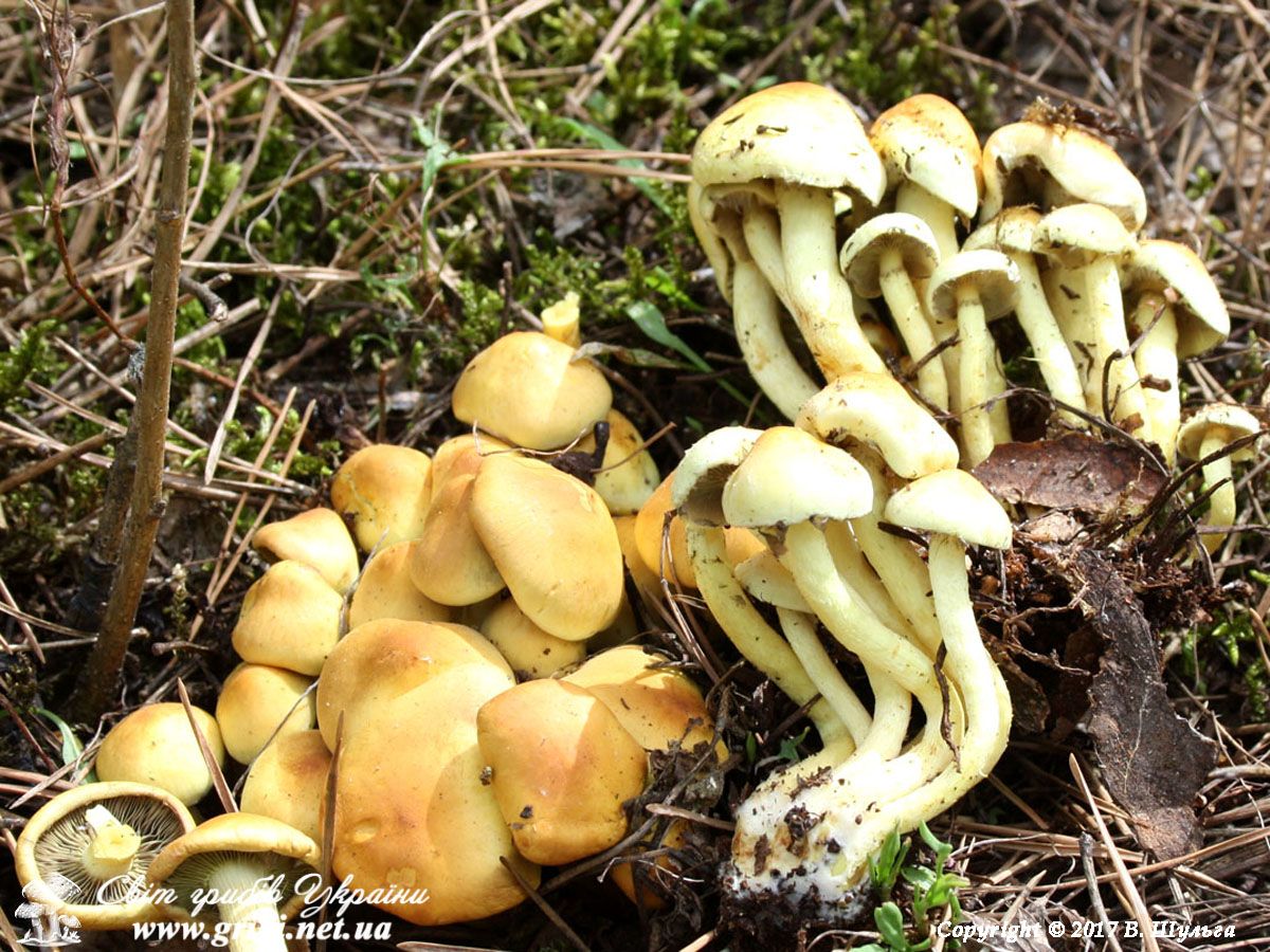 Отруйний опеньок сірчано-жовтий