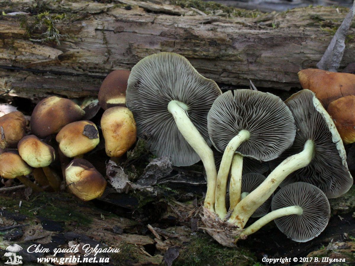 Пластинки отруйного опенька сірчано-жовтого