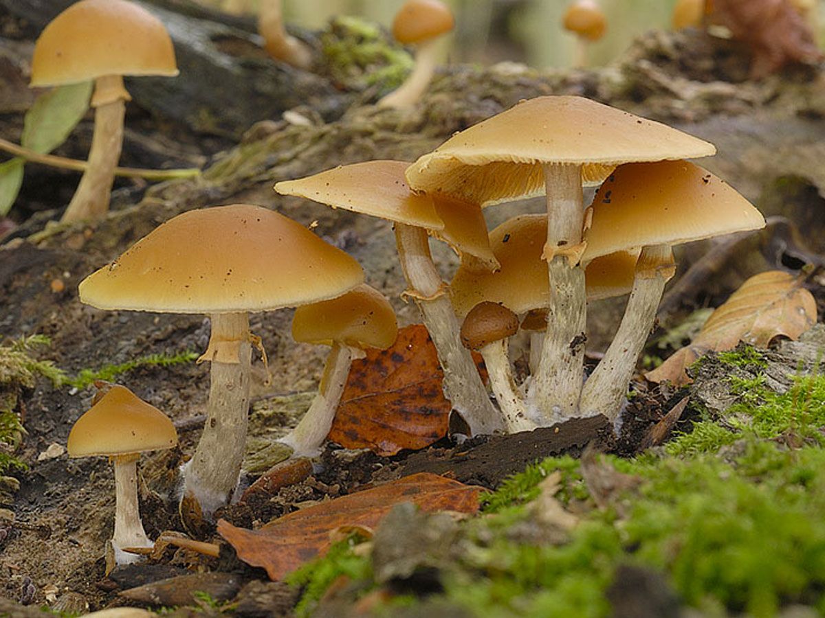 Смертельно отруйна і схожа на опеньки галерина оторочкувата