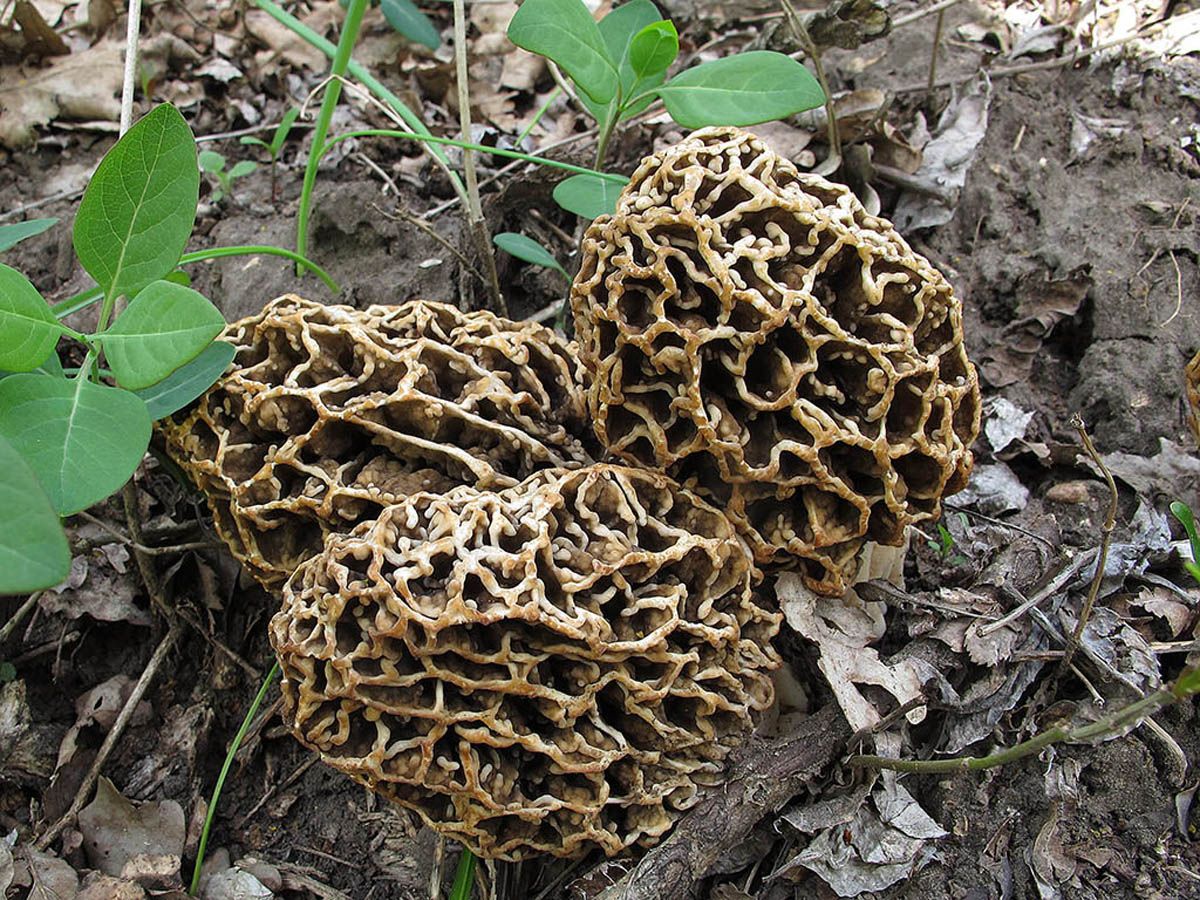 Зморшок росте лише навесні та виглядає акуратно і привабливо