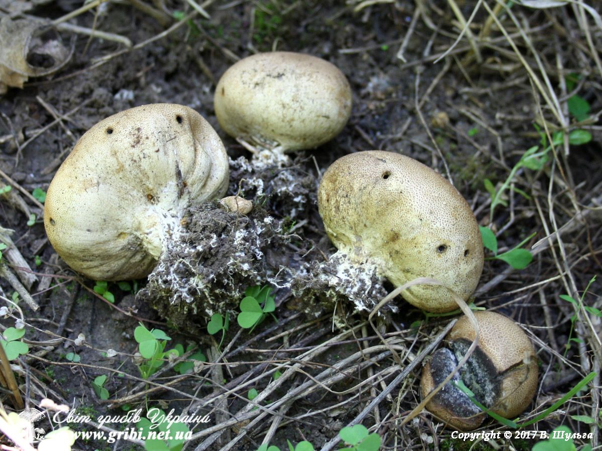 Псевдодощовик