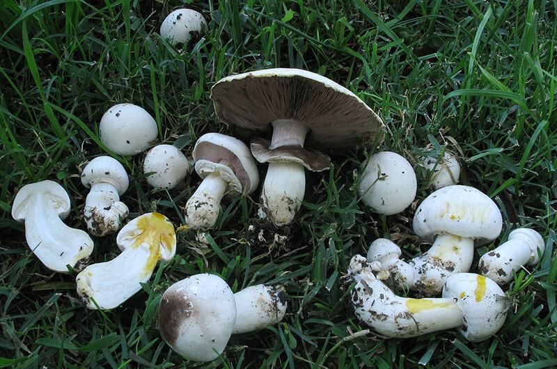 На розрізі чи зламі печериці рудіючої проявляються жовті плями