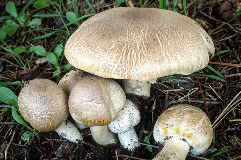 Сімейка підступних отруйних печериць рудіючих