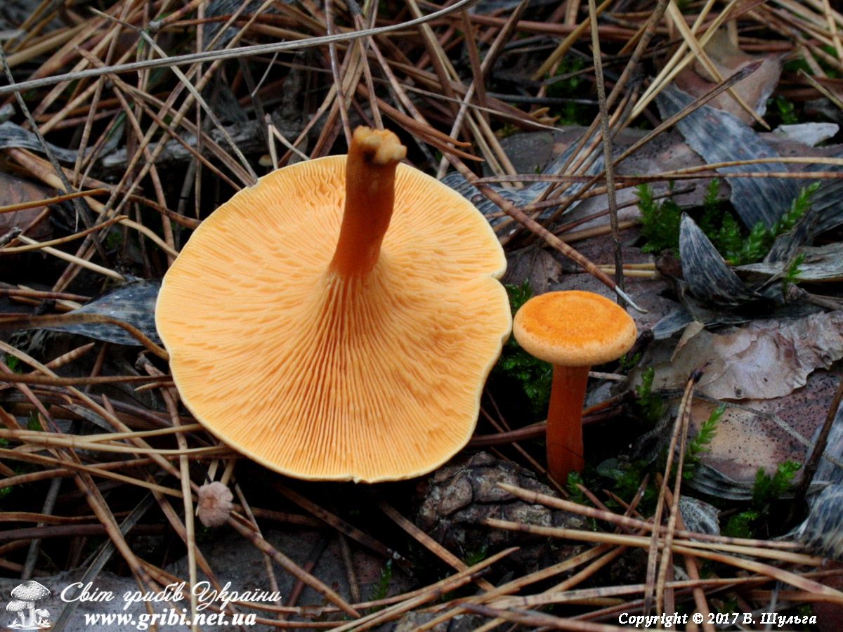 Несправжня лисичка, вона ж свинуха, має надто яскравий колір