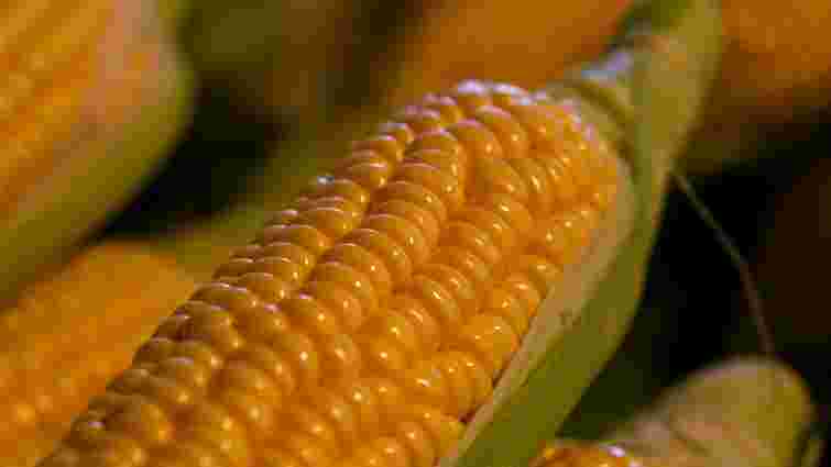Справжня насолода: скільки часу точно  потрібно варити кукурудзу