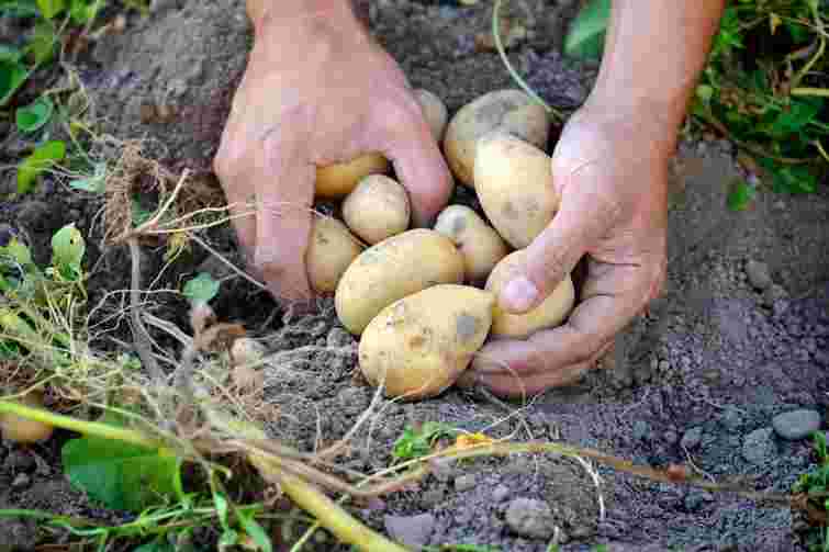 Бульби ростуть все дрібнішими: яких помилок у вирощуванні картоплі ви припустилися