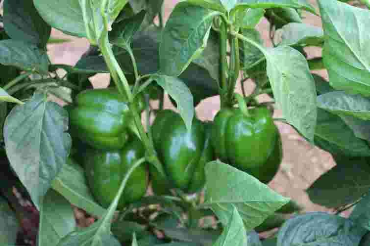  Зробіть це вже зараз для кращого врожаю: як прискорити дозрівання перцю