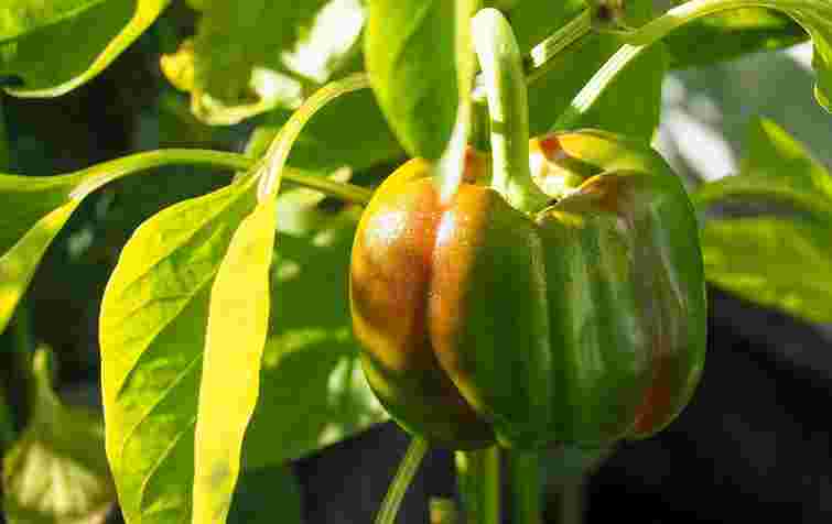 Не повторюйте цю критичну помилку: що не варто висаджувати після перцю