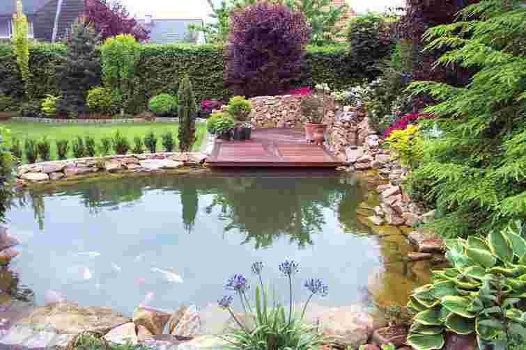 Куточок прохолоди в саду: які рослини найкраще посадити біля водойми