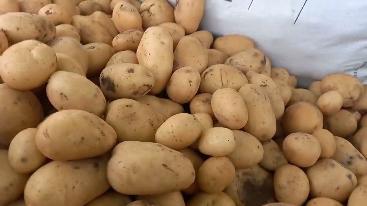 Не викидайте в жодному разі: 5 способів використати дрібну картоплю
