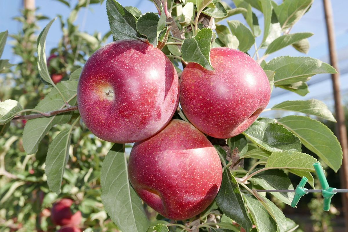 Без жодної хімії: як отримати урожай напрочуд солодких яблук