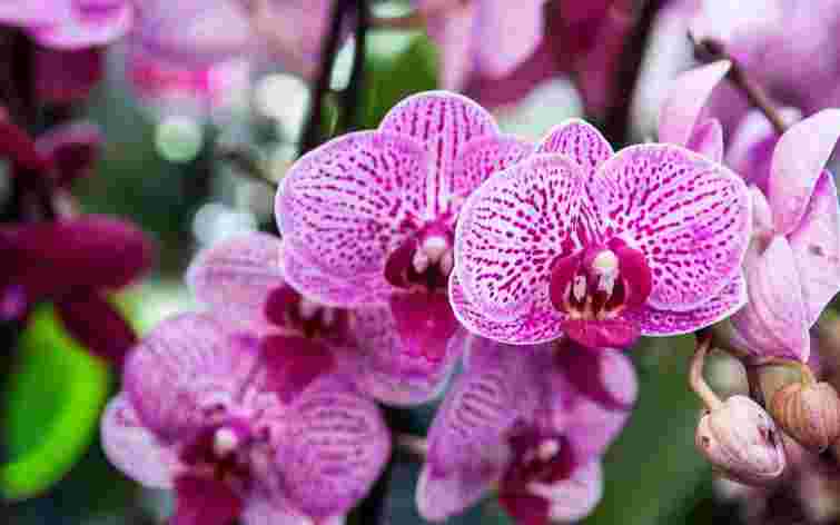  Дієве добриво для сплячих орхідей: як стимулювати ріст нових квіток